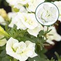 Afbeelding van Petunia double P12 Pearl